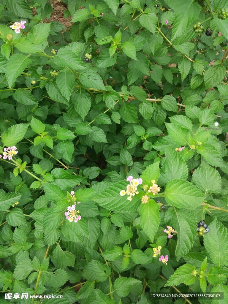 绿叶丛中的小花