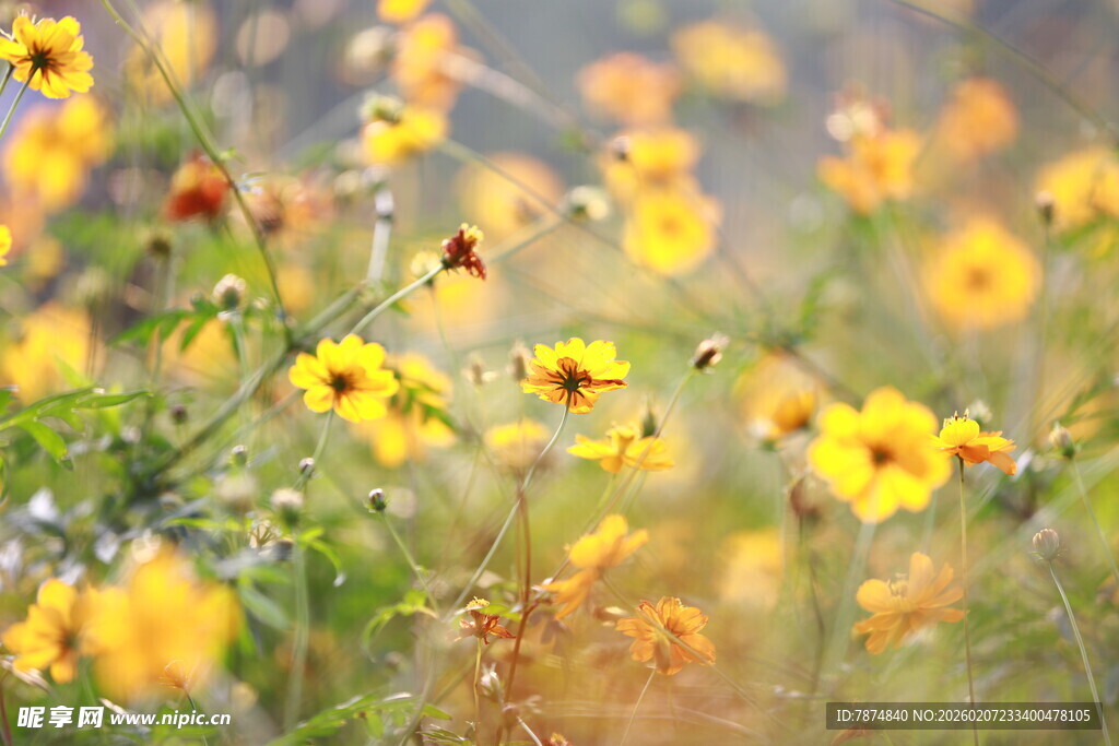 春日灿烂金鸡菊绽放