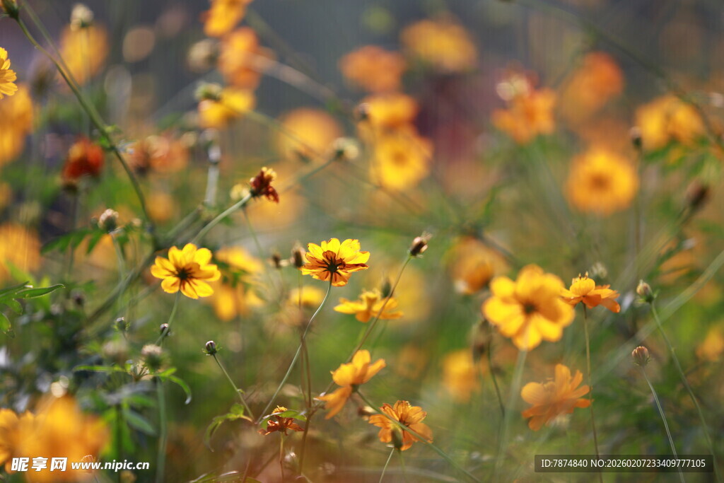 灿烂绽放的黄色野花