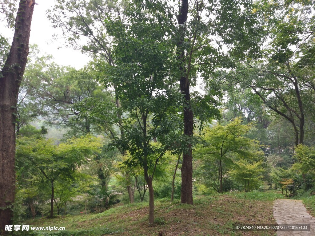 林间小道 静谧自然景致