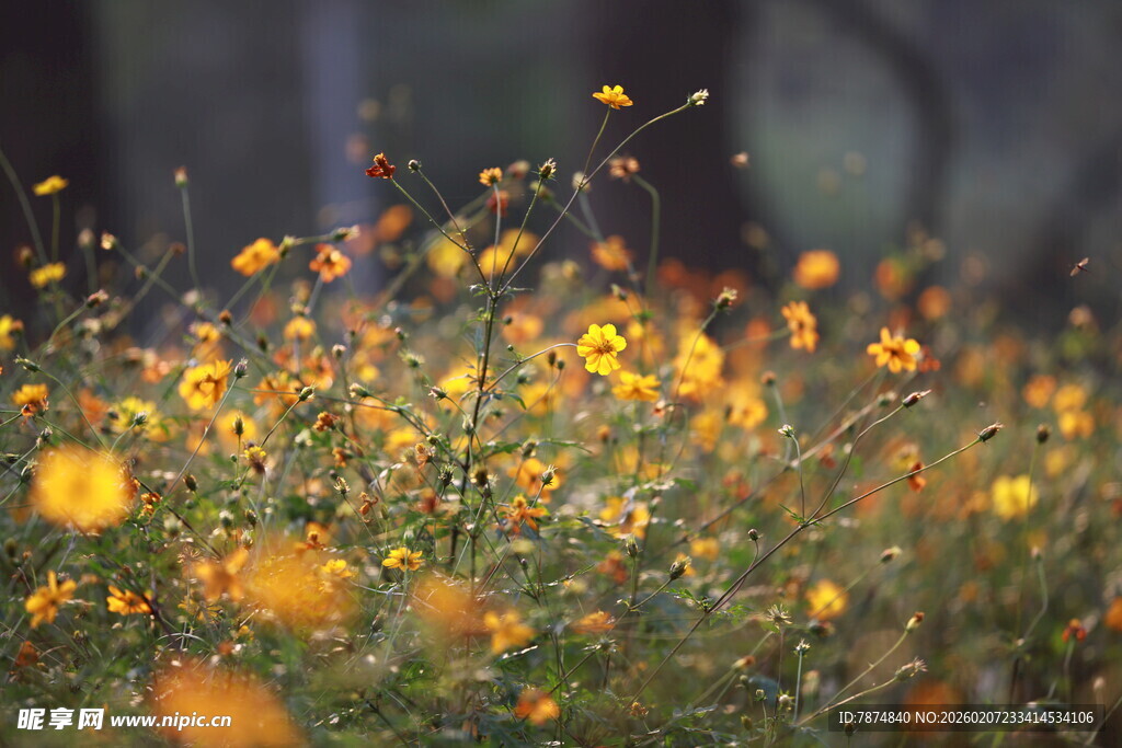 野外绽放的灿烂黄色小花