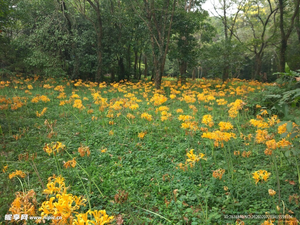 林间黄花盛放的美丽景致