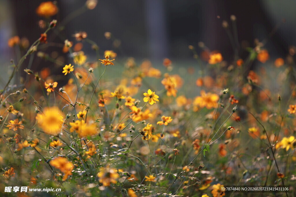 烂漫野花绽放于原野