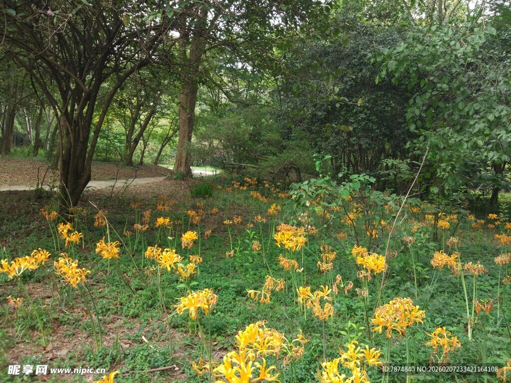 林间绽放的灿烂黄色小花
