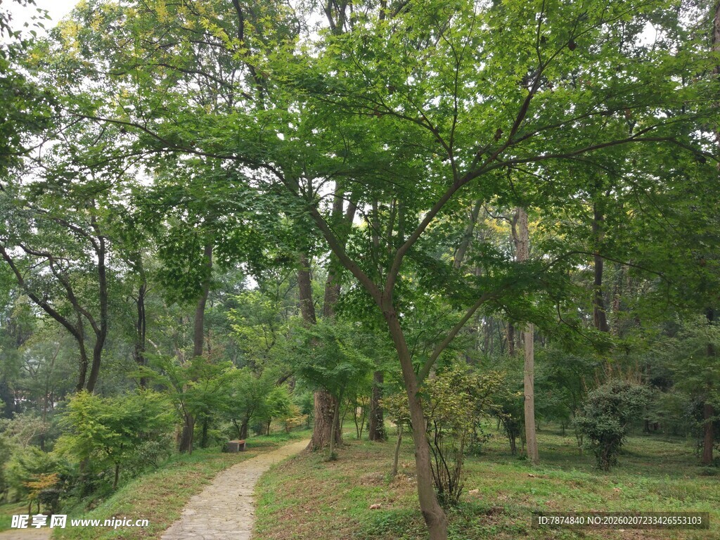 林间小径 绿荫环绕的惬意