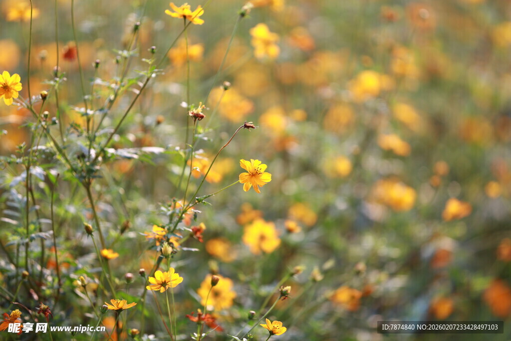 金黄野花绽放的美丽景致