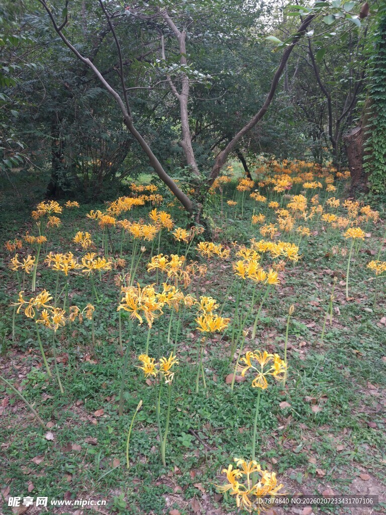 林间绽放的黄色野花