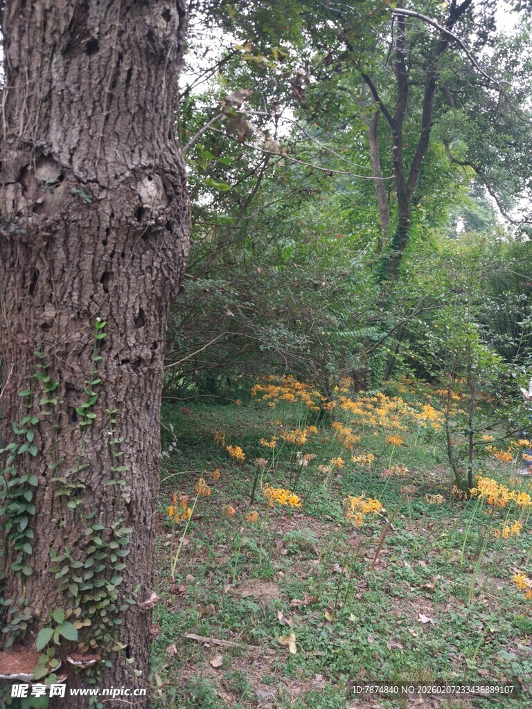 林间大树旁的烂漫黄花