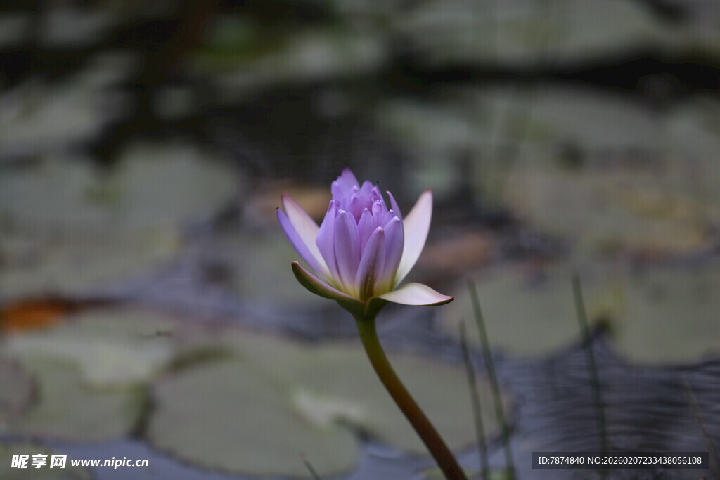 水中绽放的美丽紫睡莲