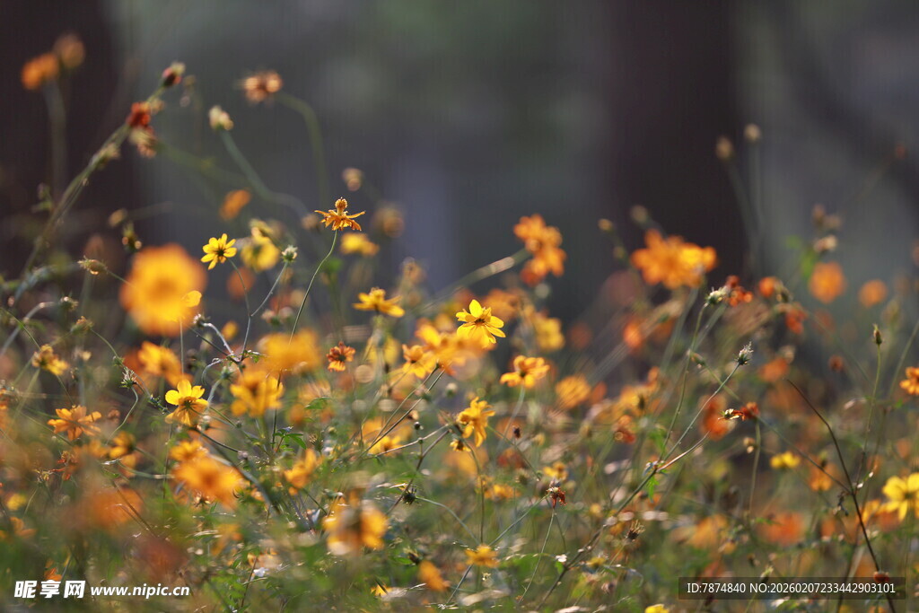林间绽放的绚烂黄色小花