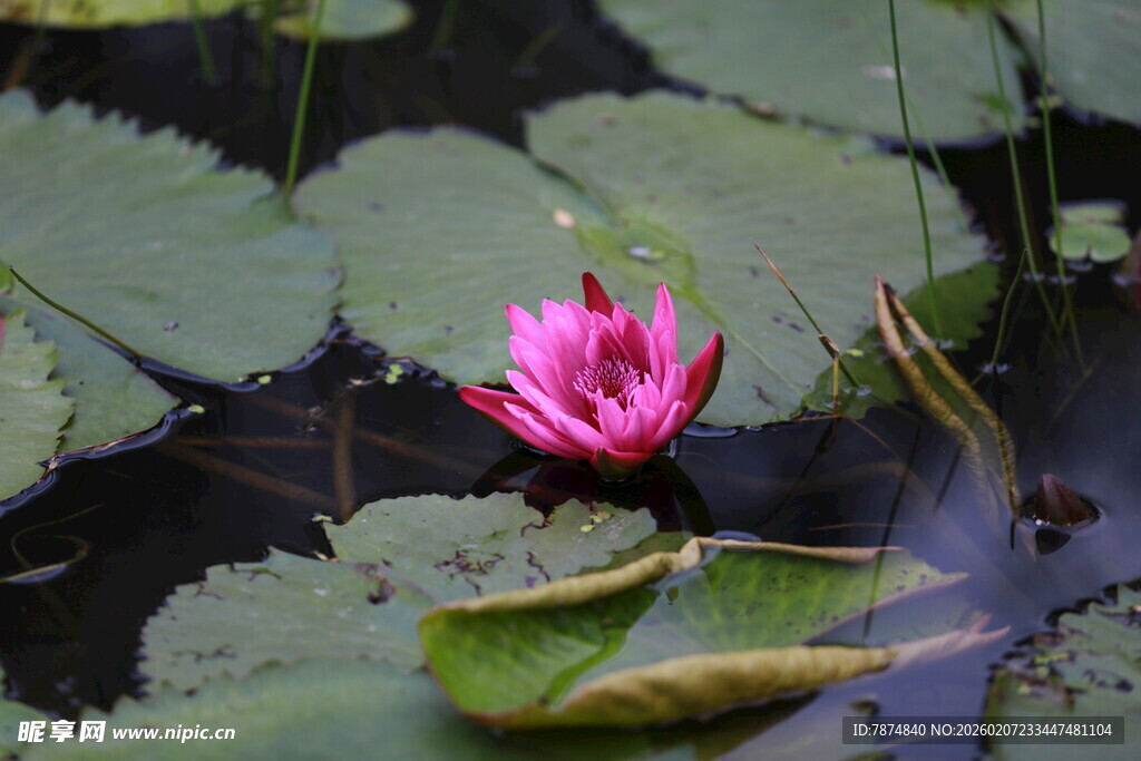 水中绽放的娇艳粉色睡莲