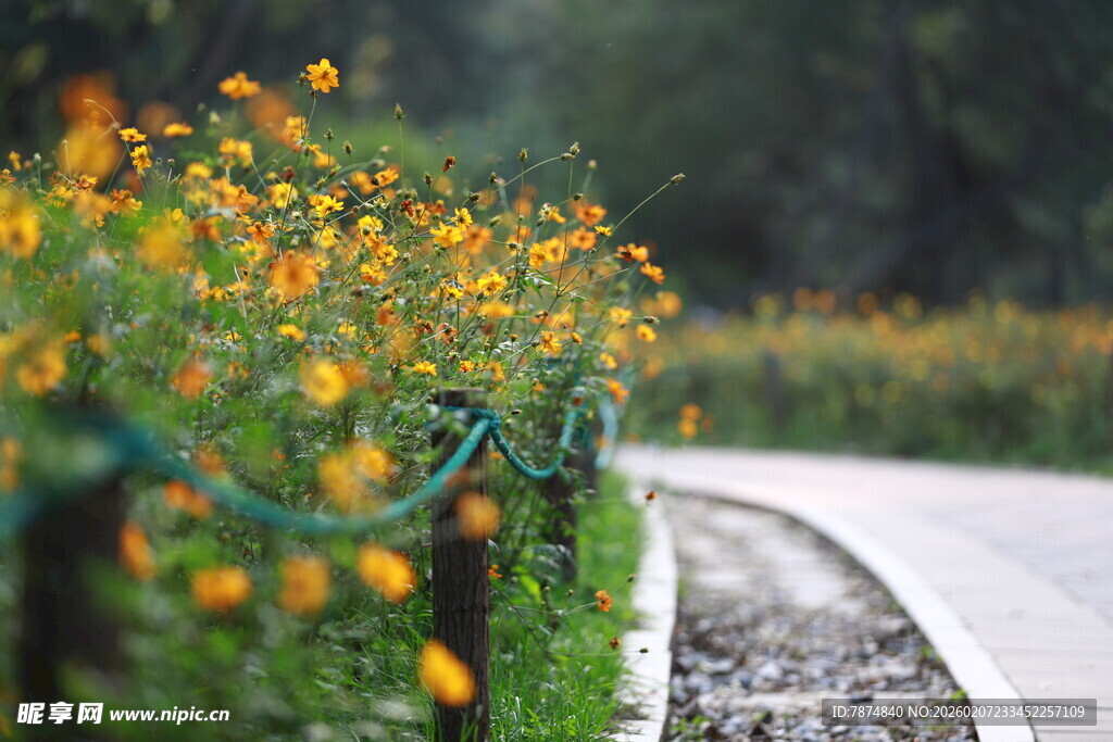 路边盛开的绚烂小黄花