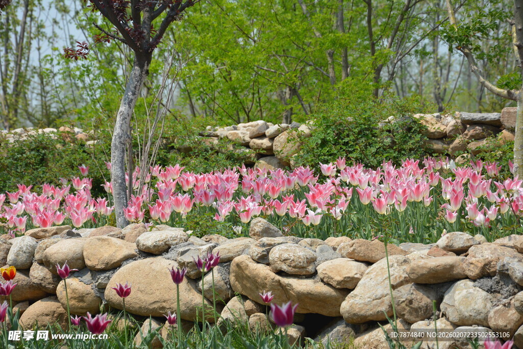 石畔烂漫盛开的粉色花丛