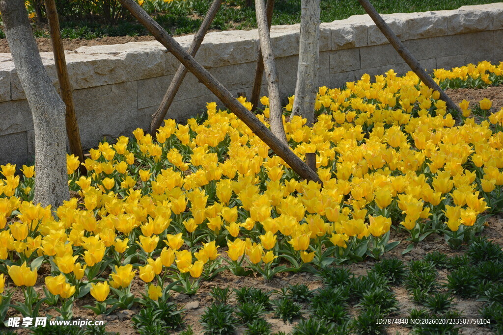 金黄花丛装点春日景致