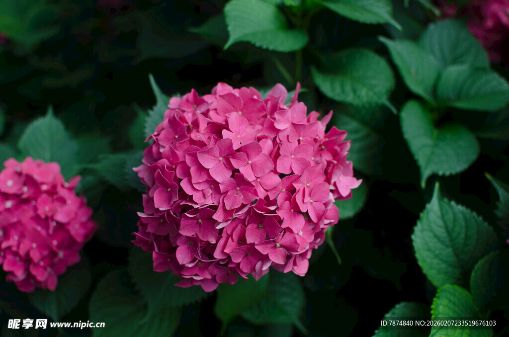 娇艳粉色绣球花绽放