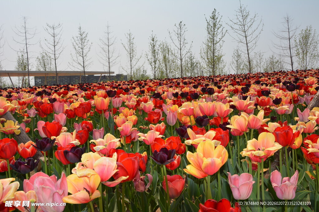 多彩郁金香花海美景