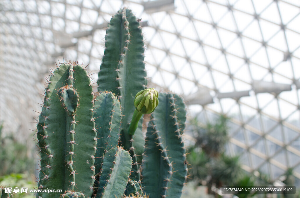 温室中的多株仙人掌