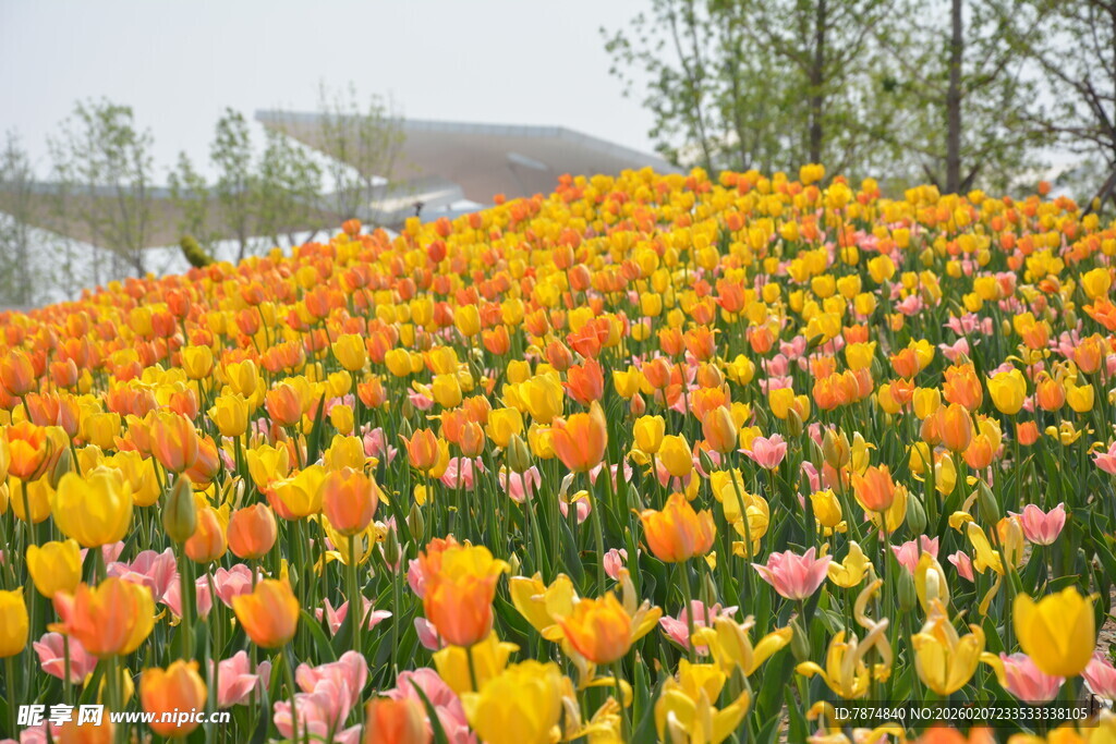 绚烂郁金香花海美景