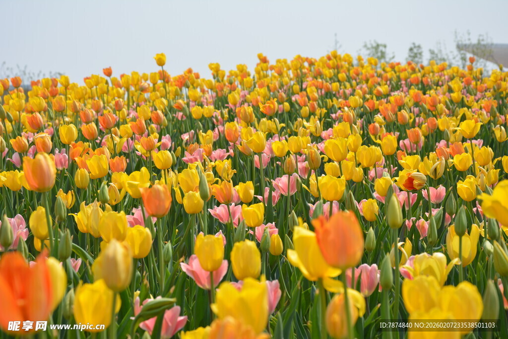 绚烂郁金香花海