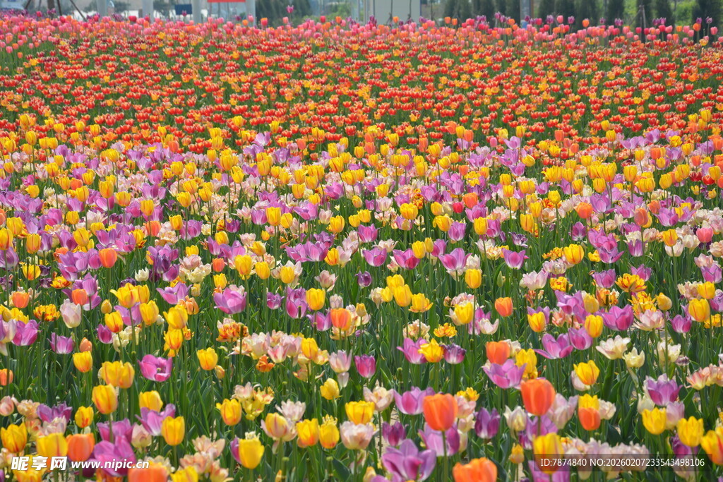 五彩斑斓郁金香花海