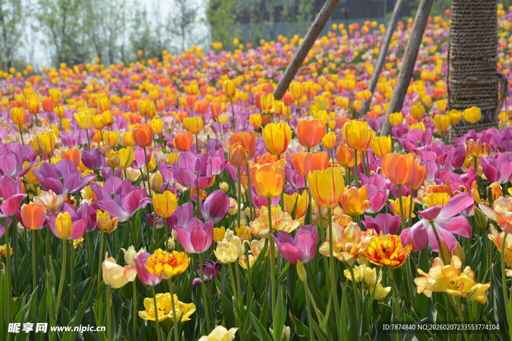 多彩郁金香花海绽放