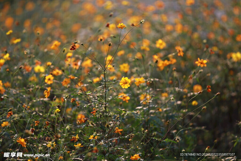金黄小花盛开的美丽景致