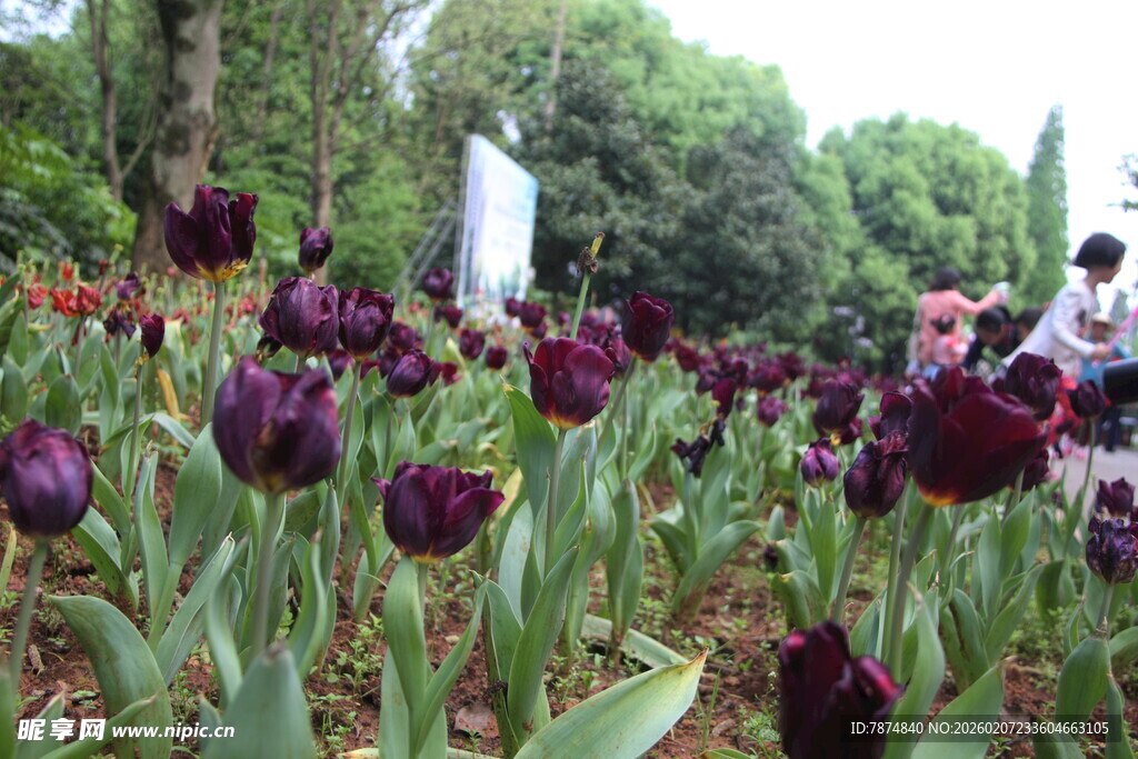 紫色郁金香花丛中的游人