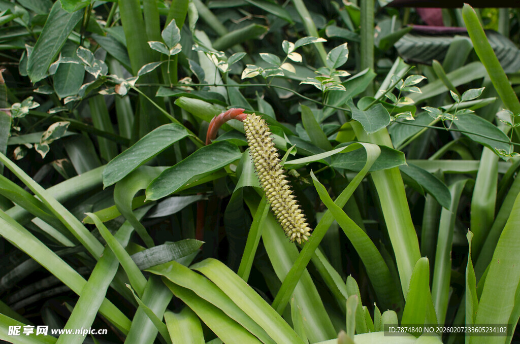 绿叶丛中的独特红色植物