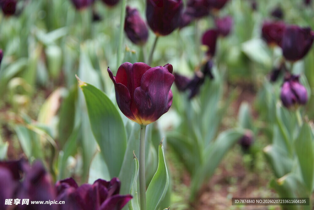 深紫色郁金香绽放美景