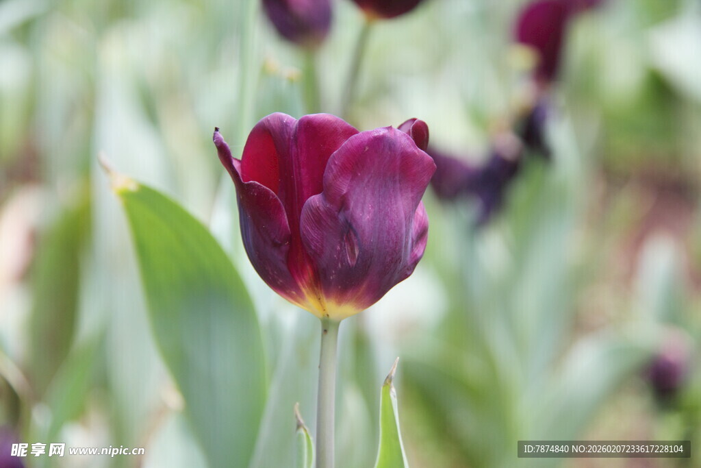 深紫色郁金香绽放