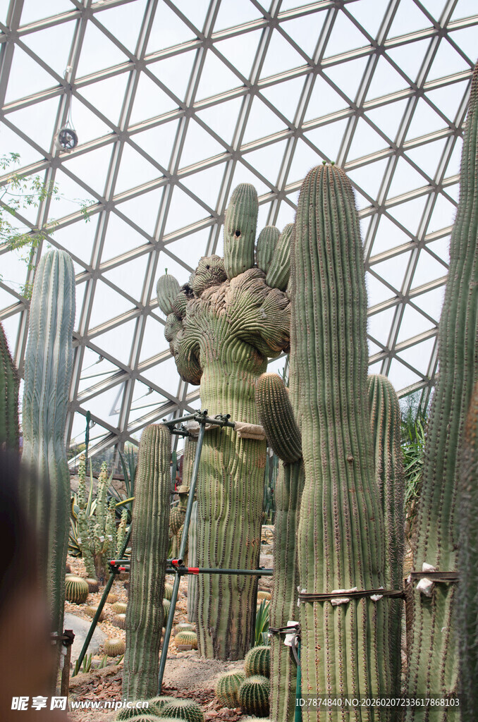 温室中的高大仙人掌景观