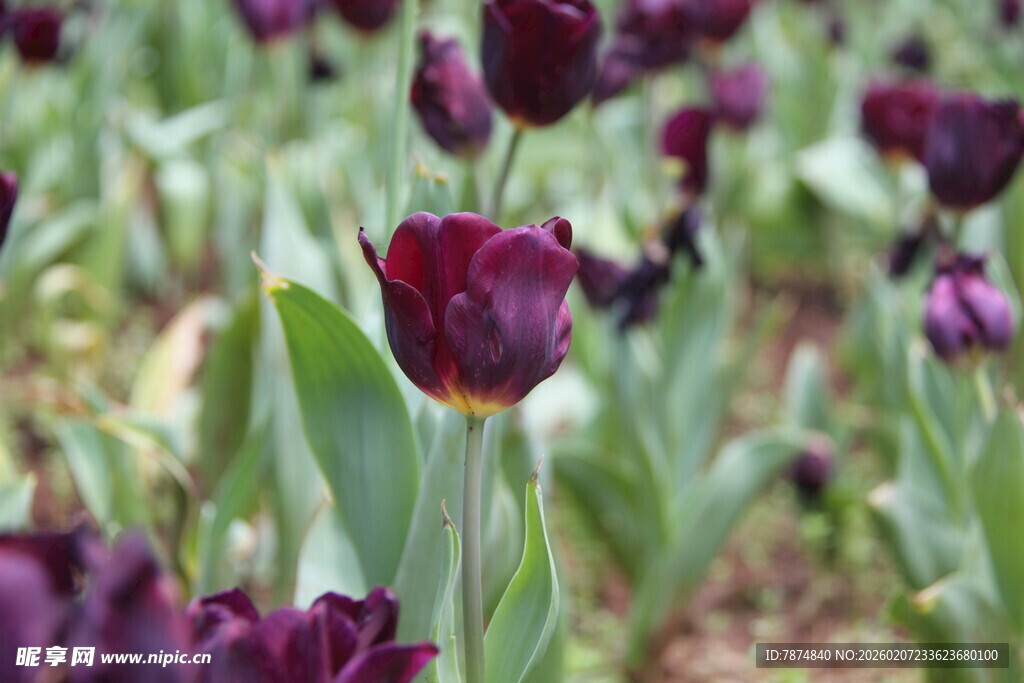 紫色郁金香花丛美景