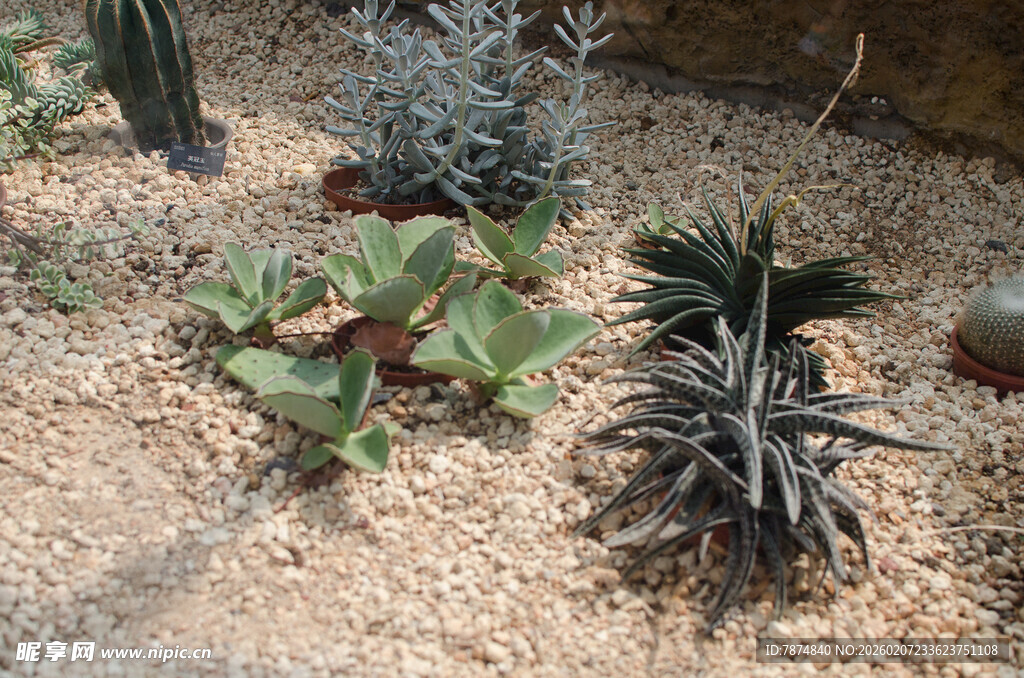 多样仙人掌植物景观