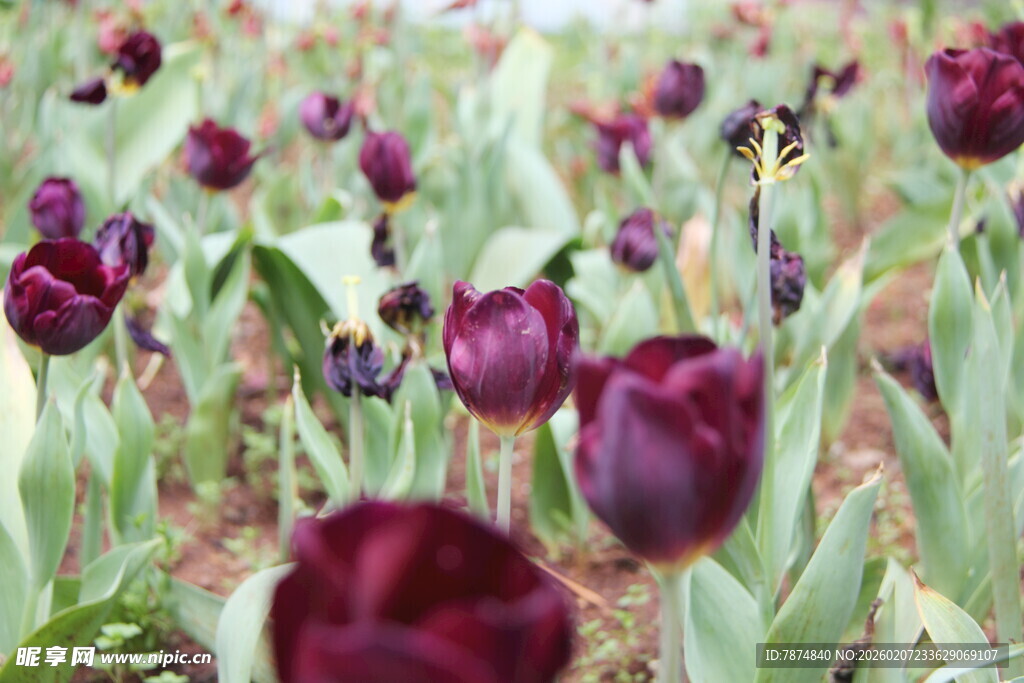 紫色郁金香花海