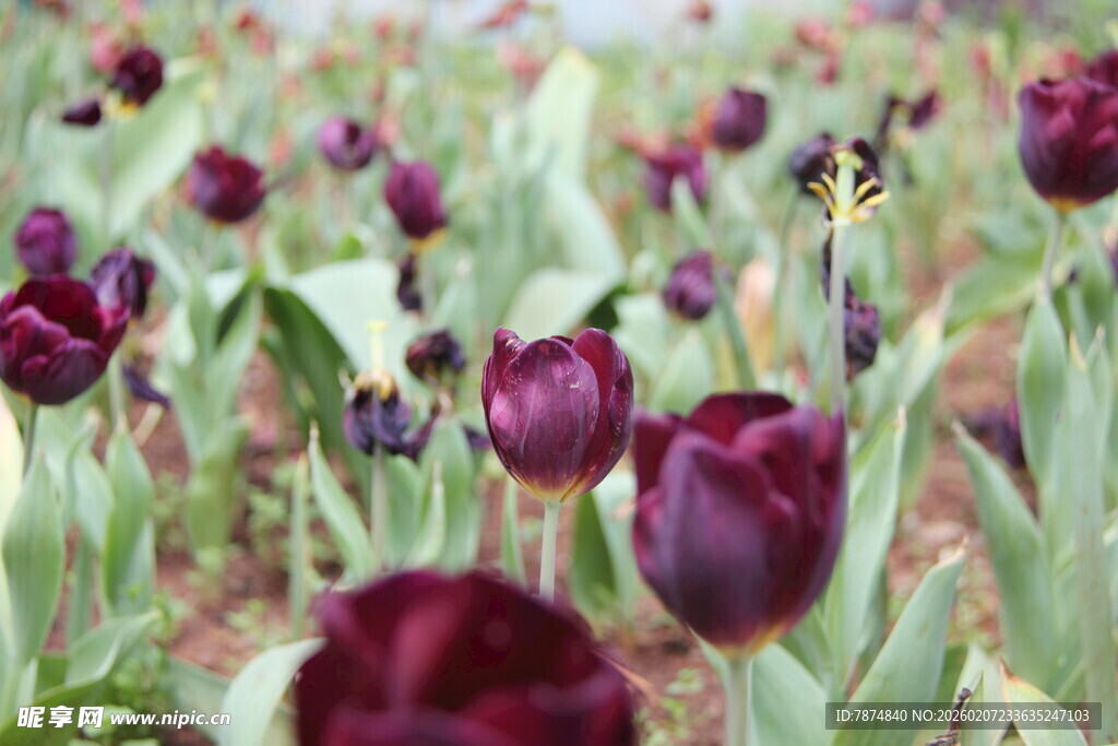 紫色郁金香花海美景