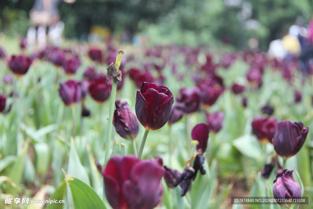 紫郁金香花海美景