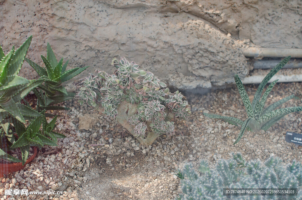多样多肉植物景观