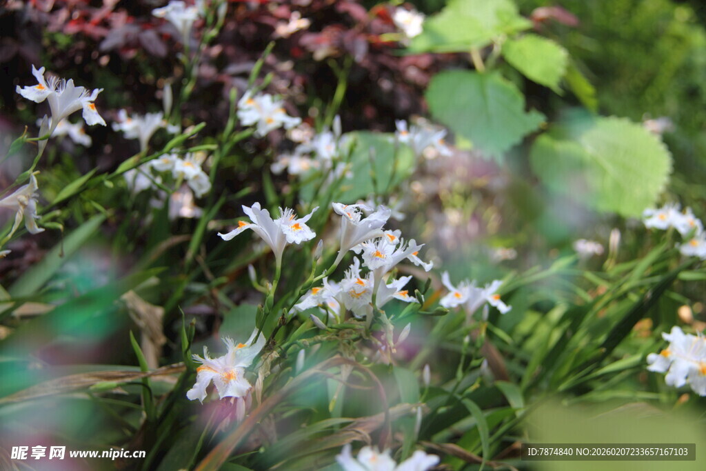 清新小花绽放绿意间