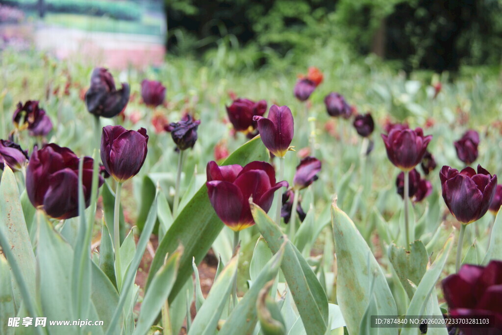 紫色郁金香花海