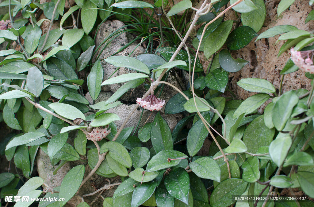 绿叶藤蔓间的粉色小花