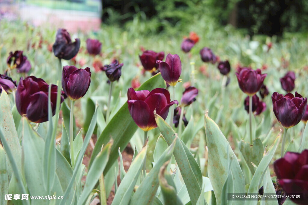 紫色郁金香花海美景