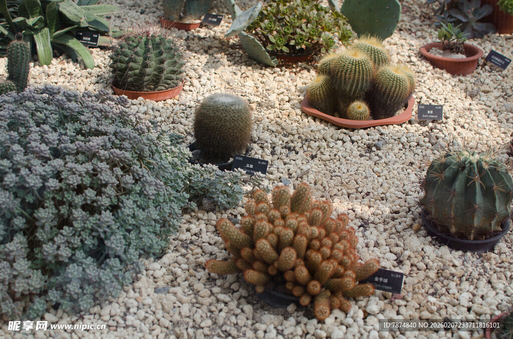 多样仙人掌与多肉植物景观