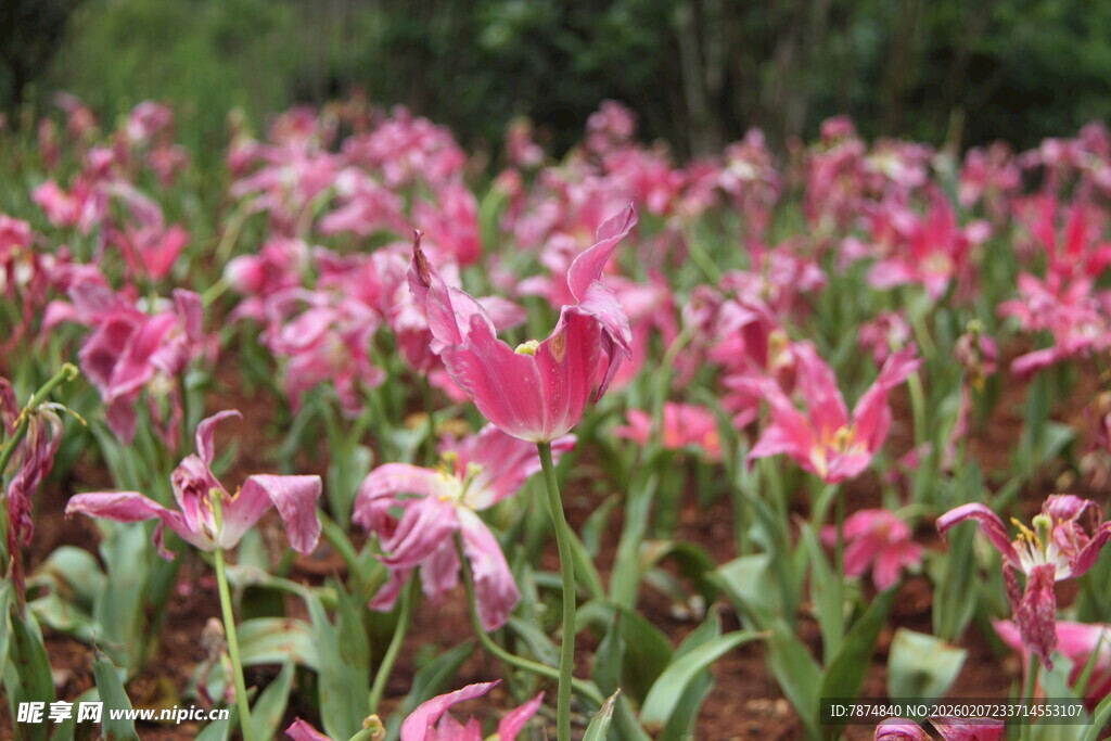 粉色郁金香花海绽放