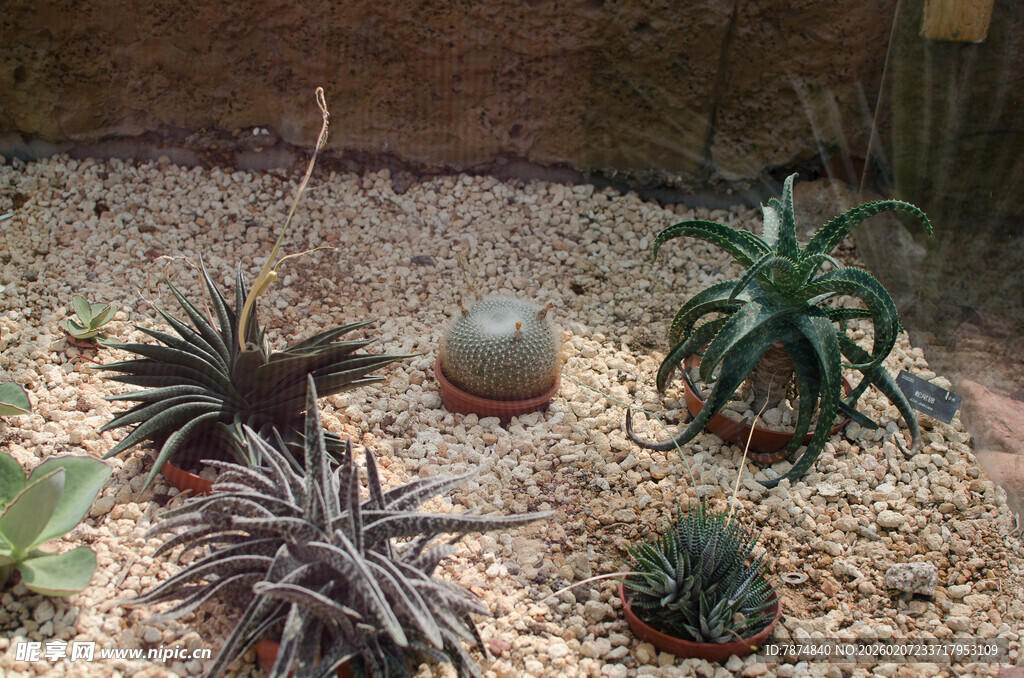 多样仙人掌与多肉植物组合