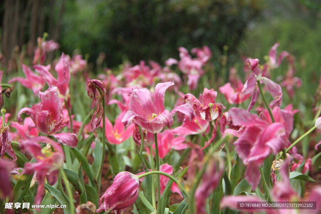 娇艳粉色花朵绽放