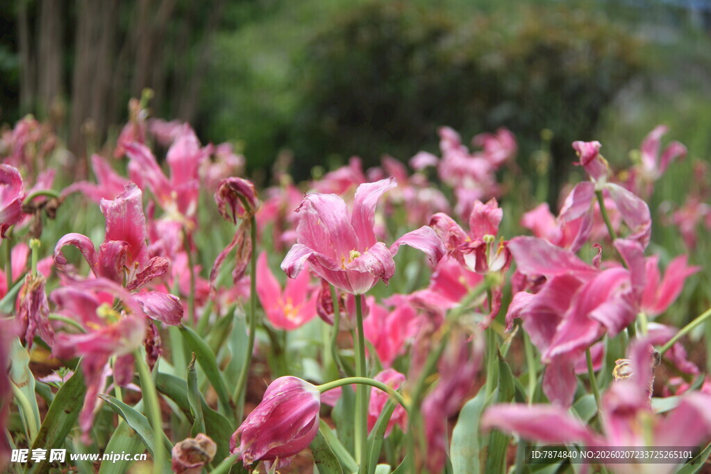 粉色花海绽放的美丽瞬间