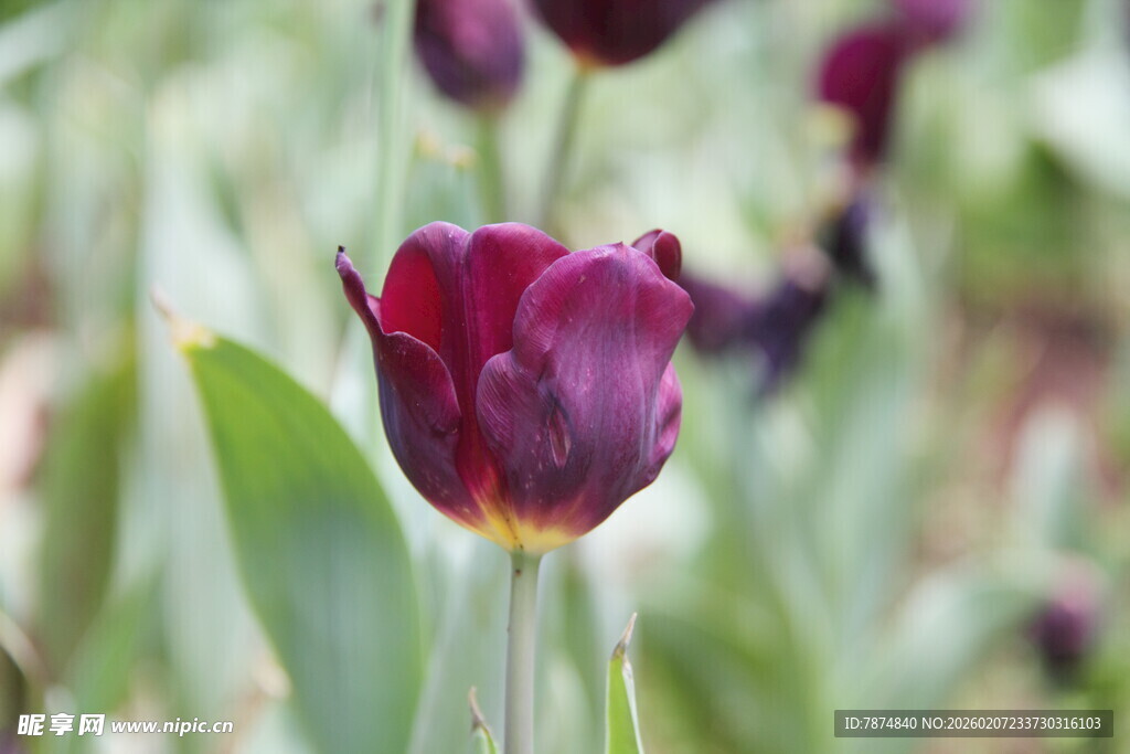 紫色郁金香绽放于花丛
