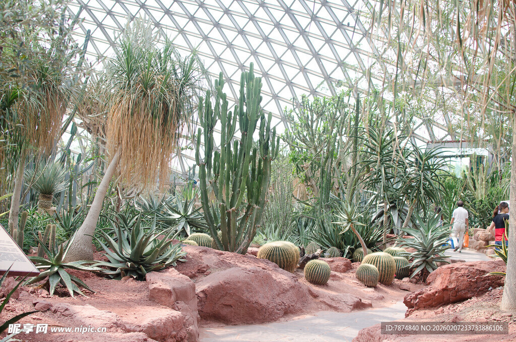 沙漠植物景观 多样仙人掌
