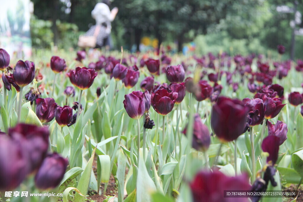紫色郁金香花海