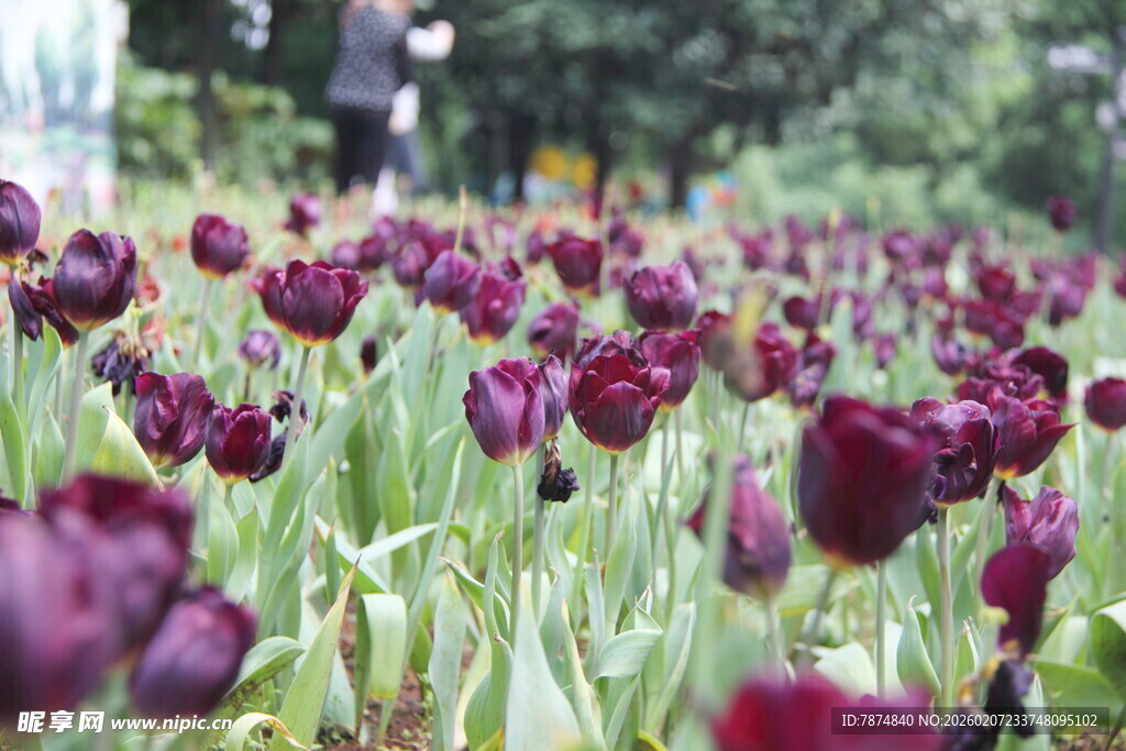紫色郁金香花海